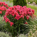 Luminary® Sunset Coral Phlox