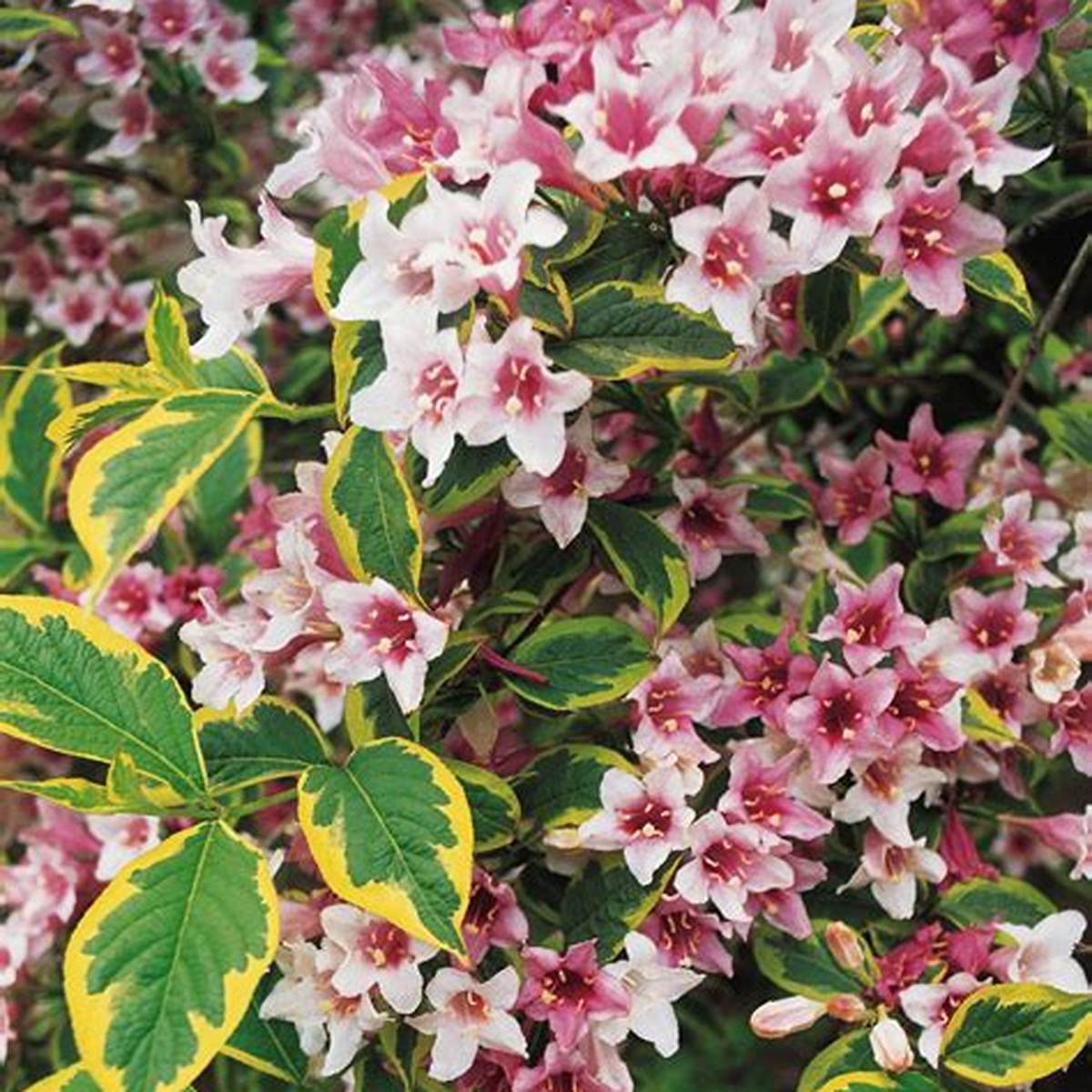 Minuet Weigela