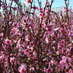 Contender Peach Tree