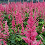 Fanal Astilbe