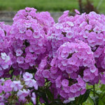 Fashionably Early Flamingo Phlox