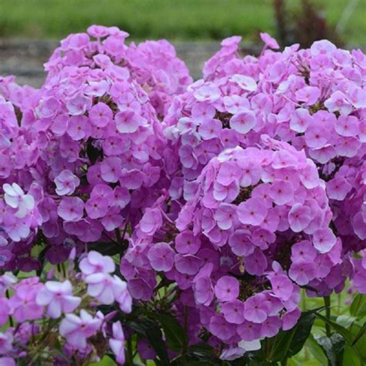 Fashionably Early Flamingo Phlox