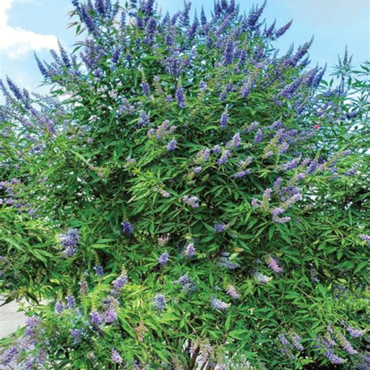 Delta Blues™ Chaste Tree