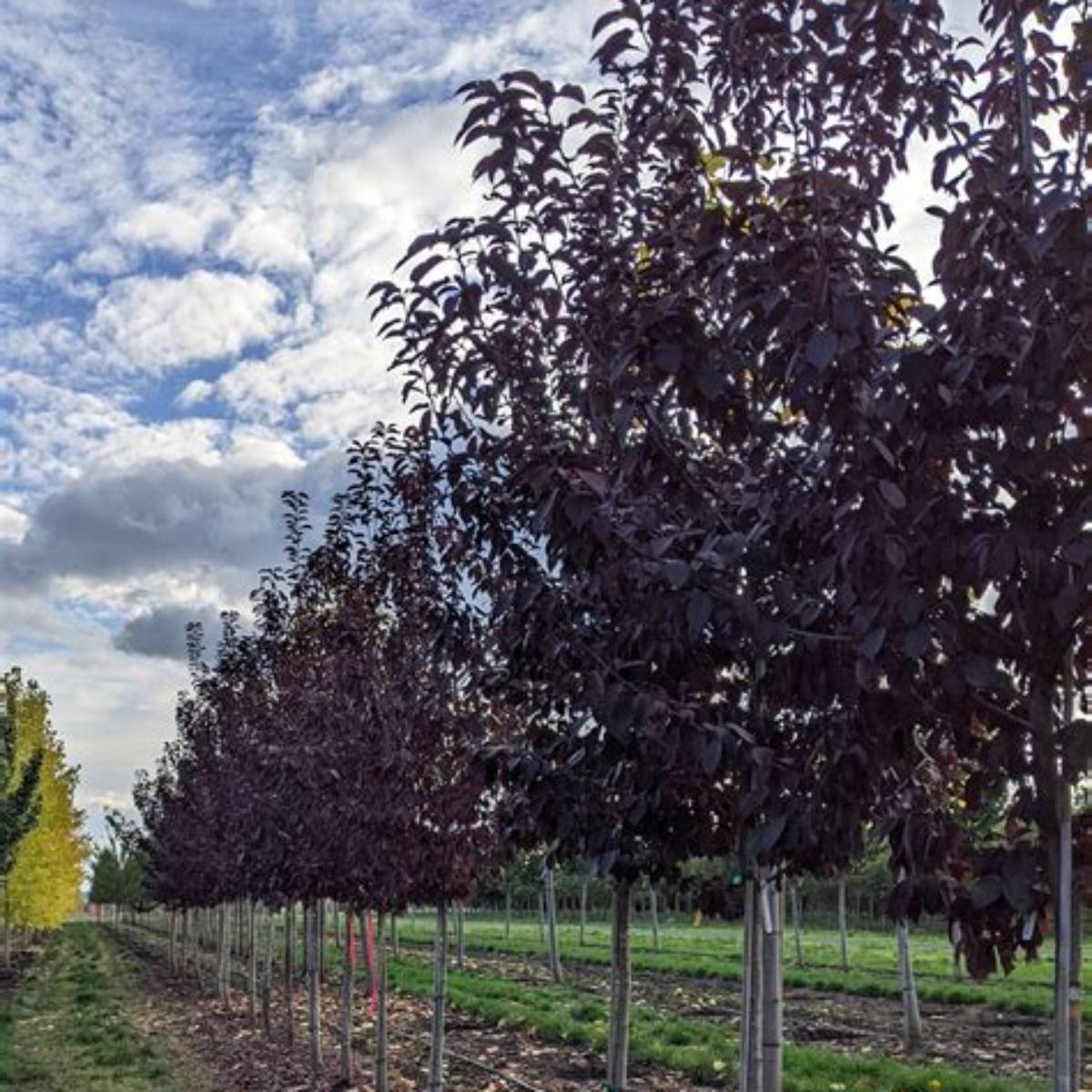 Sucker Punch® Chokecherry Tree Form