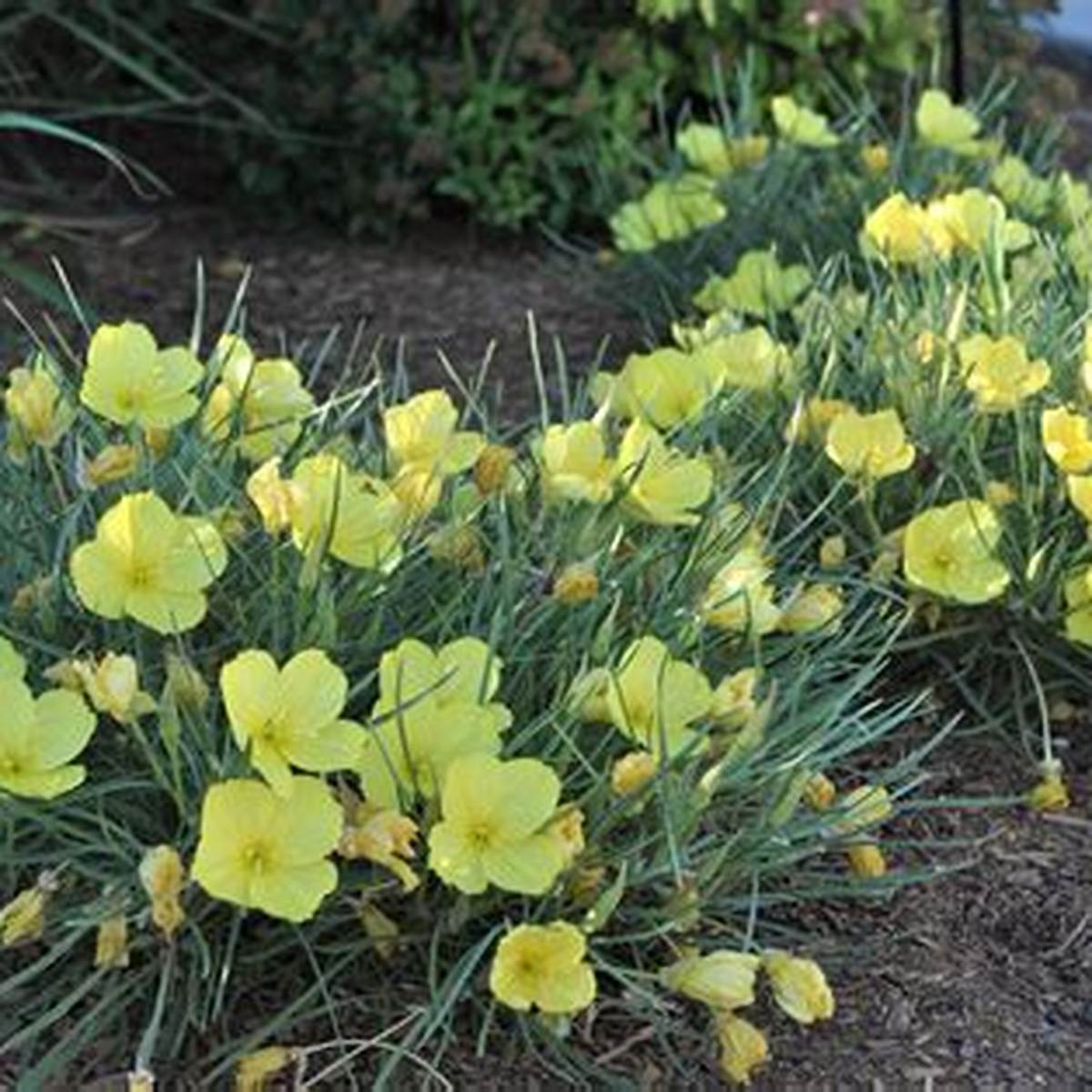 Shimmer Evening Primrose