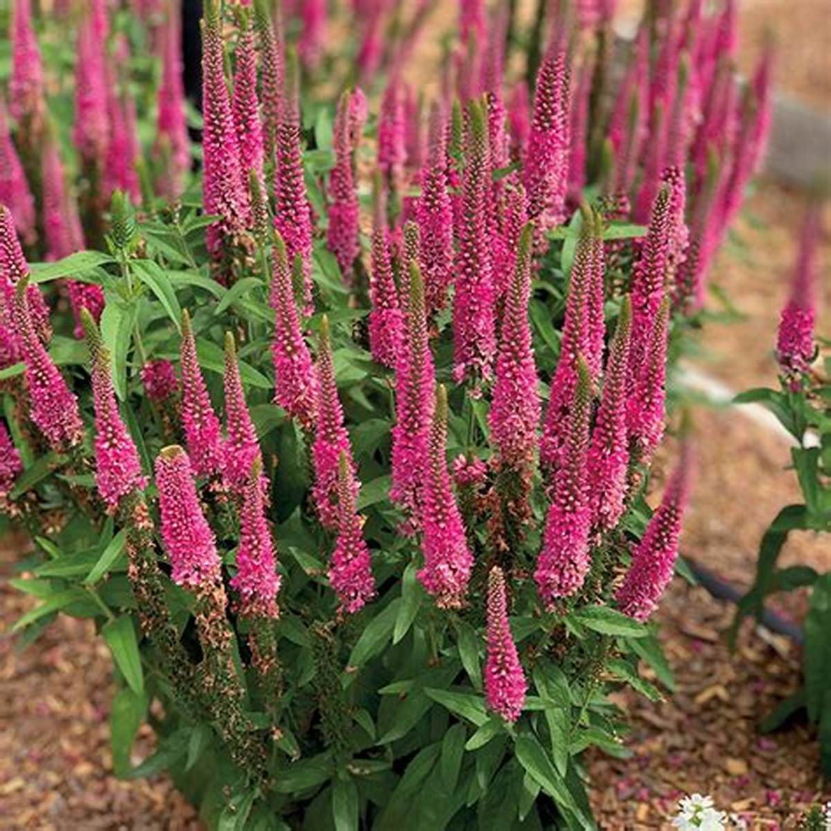 Vernique® Raspberry Speedwell