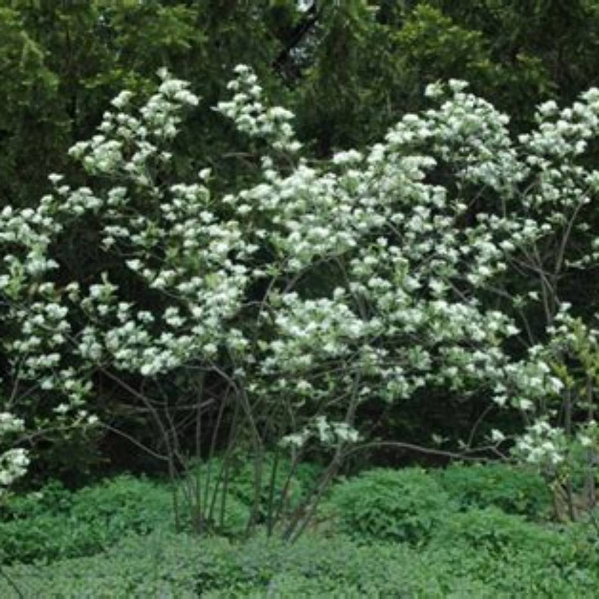 Brilliant Red Chokeberry