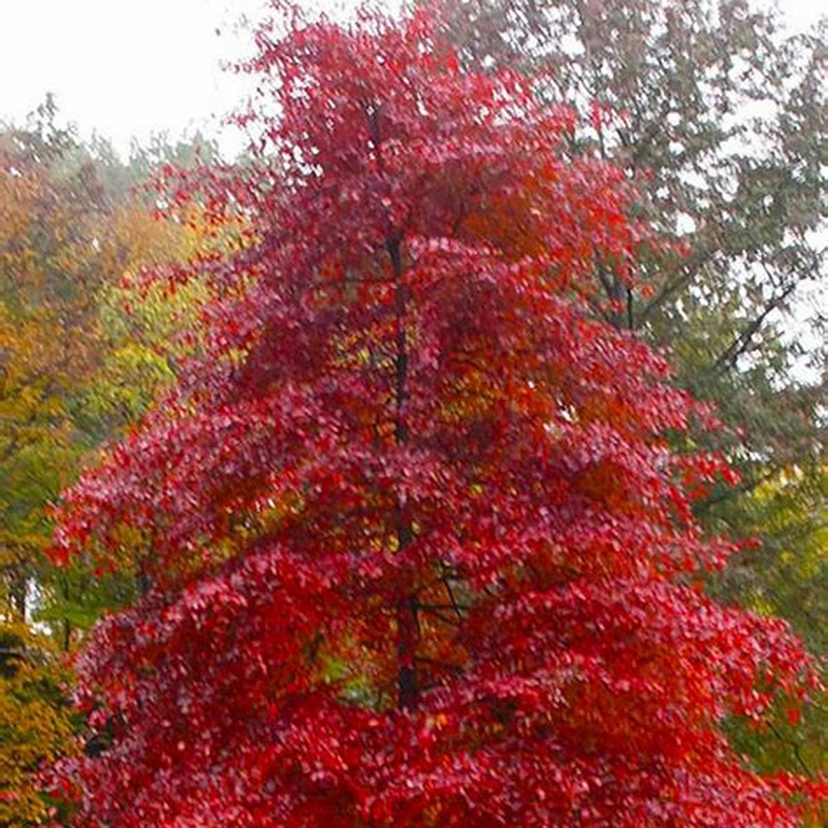 Wildfire Black Gum Tree