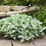 Silver Lining Artemisia