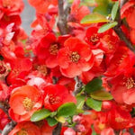 Texas Scarlet Quince