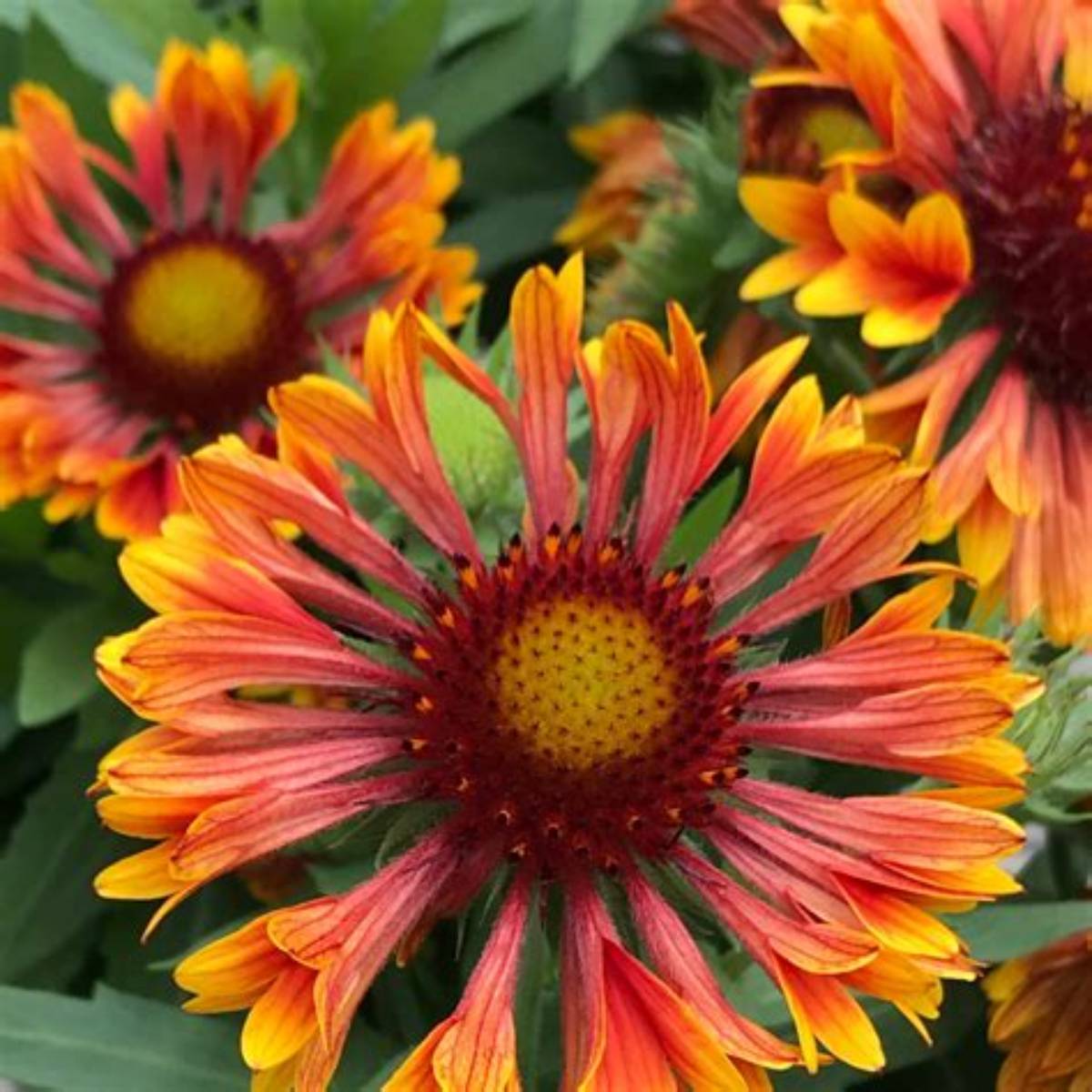 Spintop Mariachi Copper Sun Blanket Flower