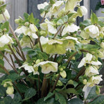 Frostkiss™ Molly's White Hellebore