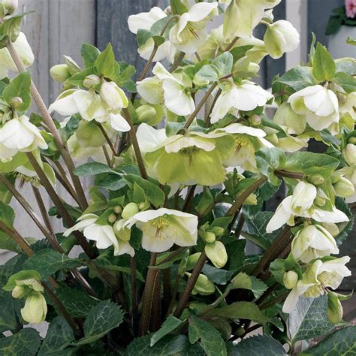 Frostkiss™ Molly's White Hellebore