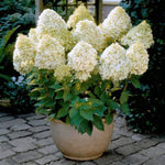 Little Hottie™ Hydrangea