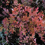 Gambel Oak Tree Form