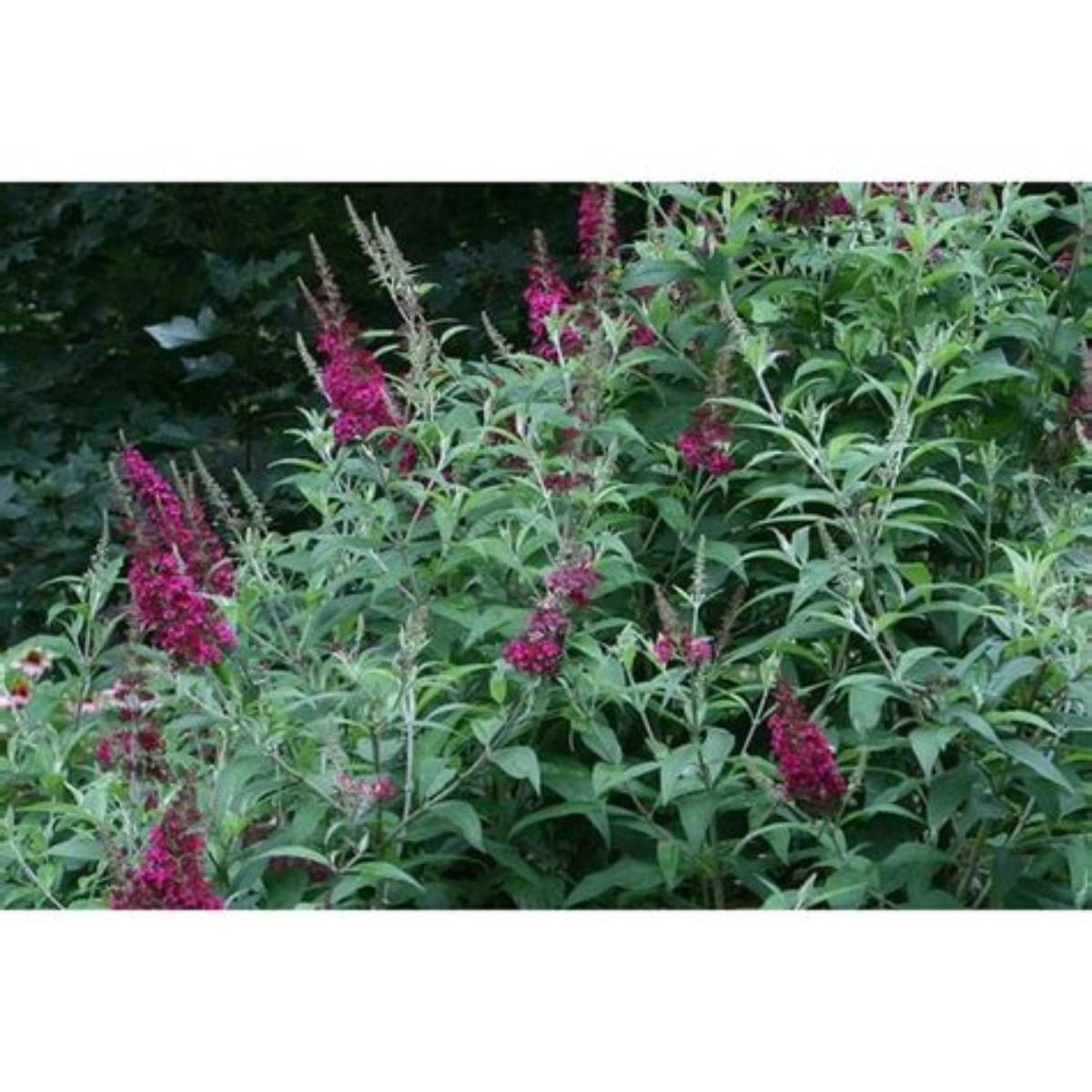 First Editions® Funky Fuchsia™ Butterfly Bush