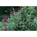 First Editions® Funky Fuchsia™ Butterfly Bush