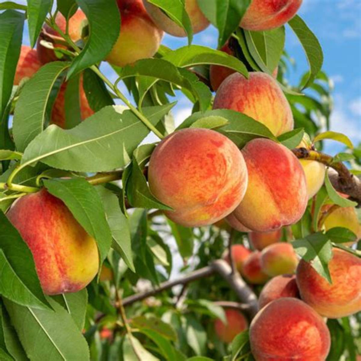 Reliance Peach Tree