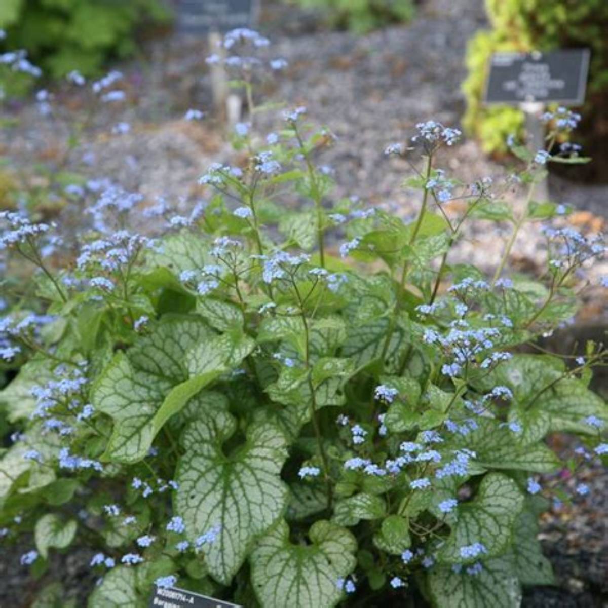 Permafrost Siberian Bugloss