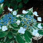 Silver Blue Variegated Hydrangea