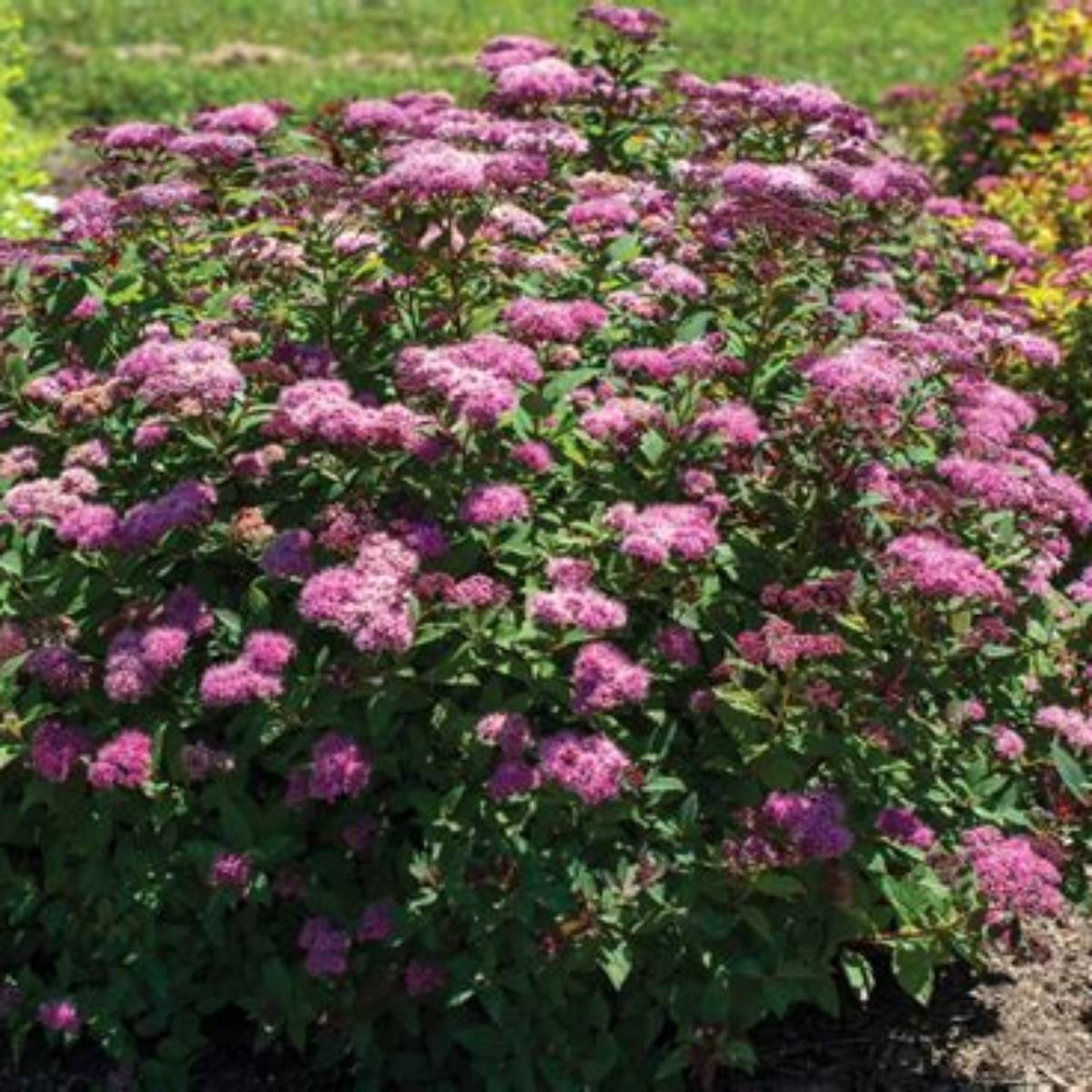 Empire® Ice Dragon™ Spirea