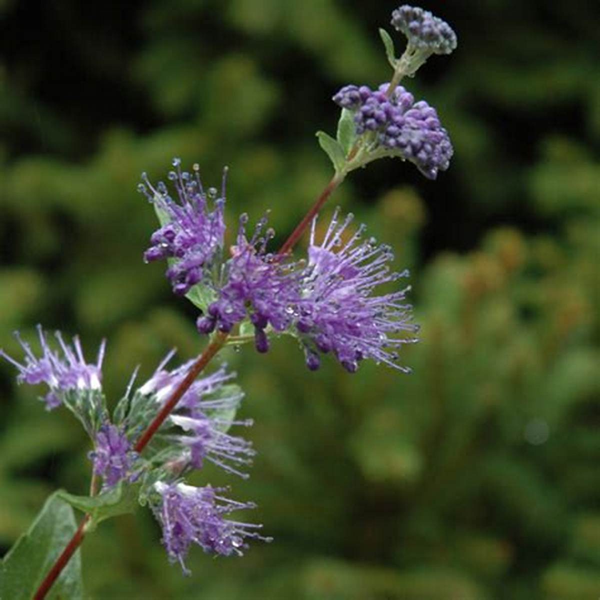 Blue Mist Caryopteris