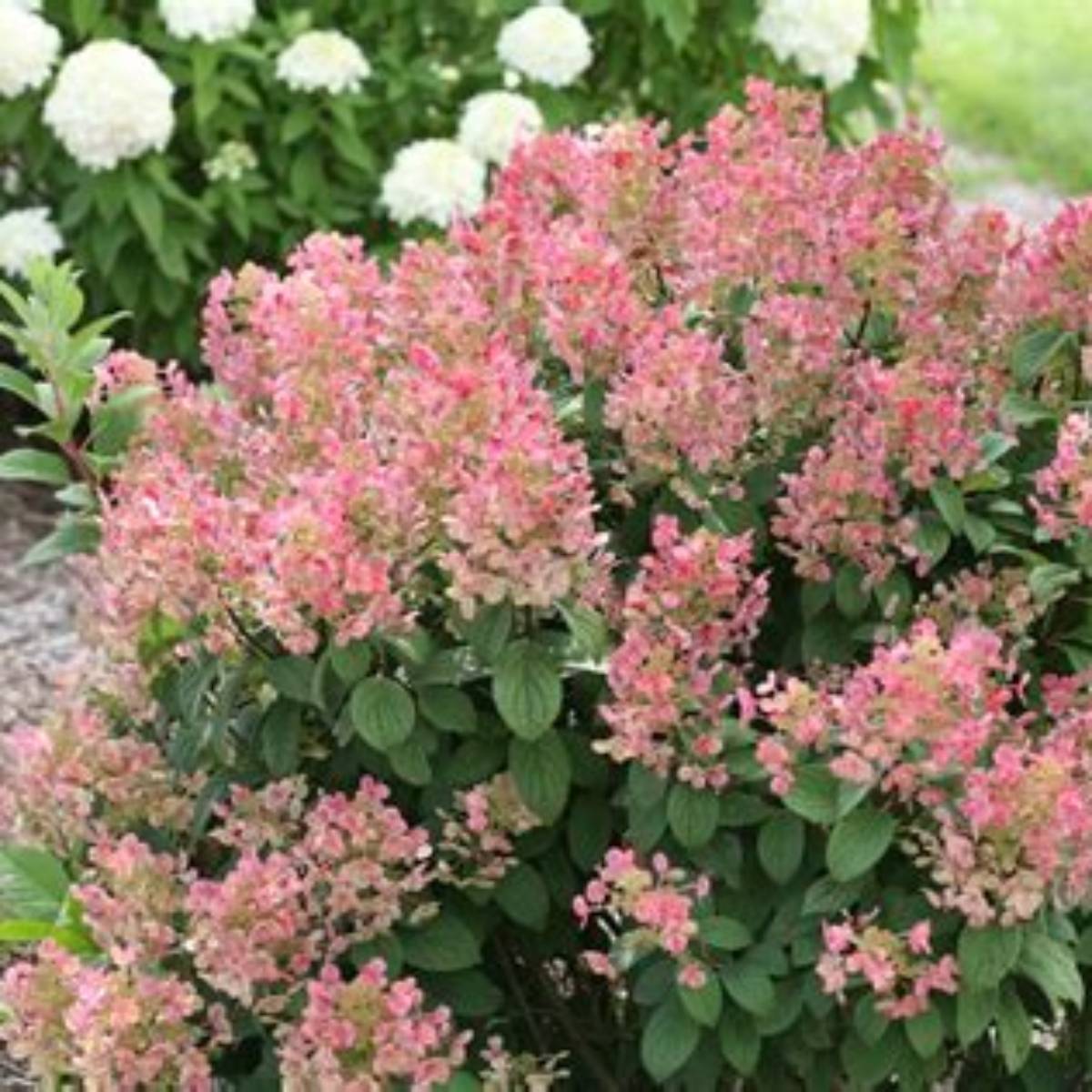 Little Quick Fire® Hydrangea