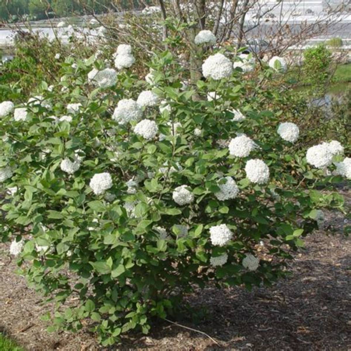 Fragrant Viburnum