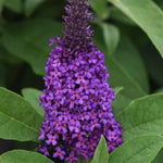 Chrysalis™ Purple Butterfly Bush