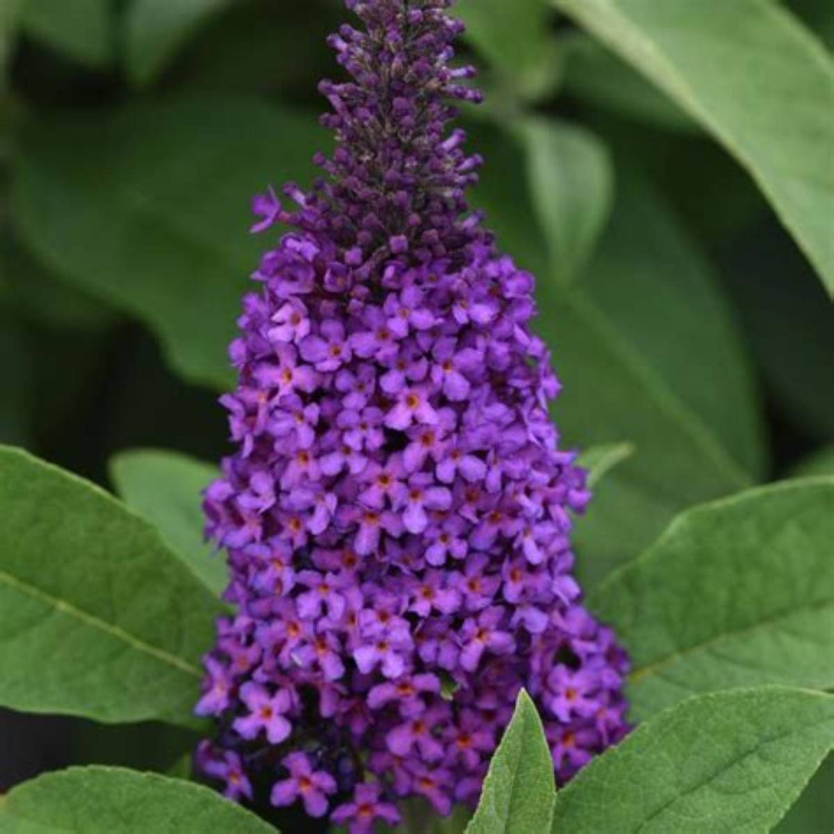 Chrysalis™ Purple Butterfly Bush