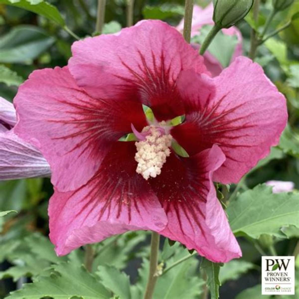 Red Pillar® Althea