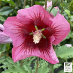 Red Pillar® Althea
