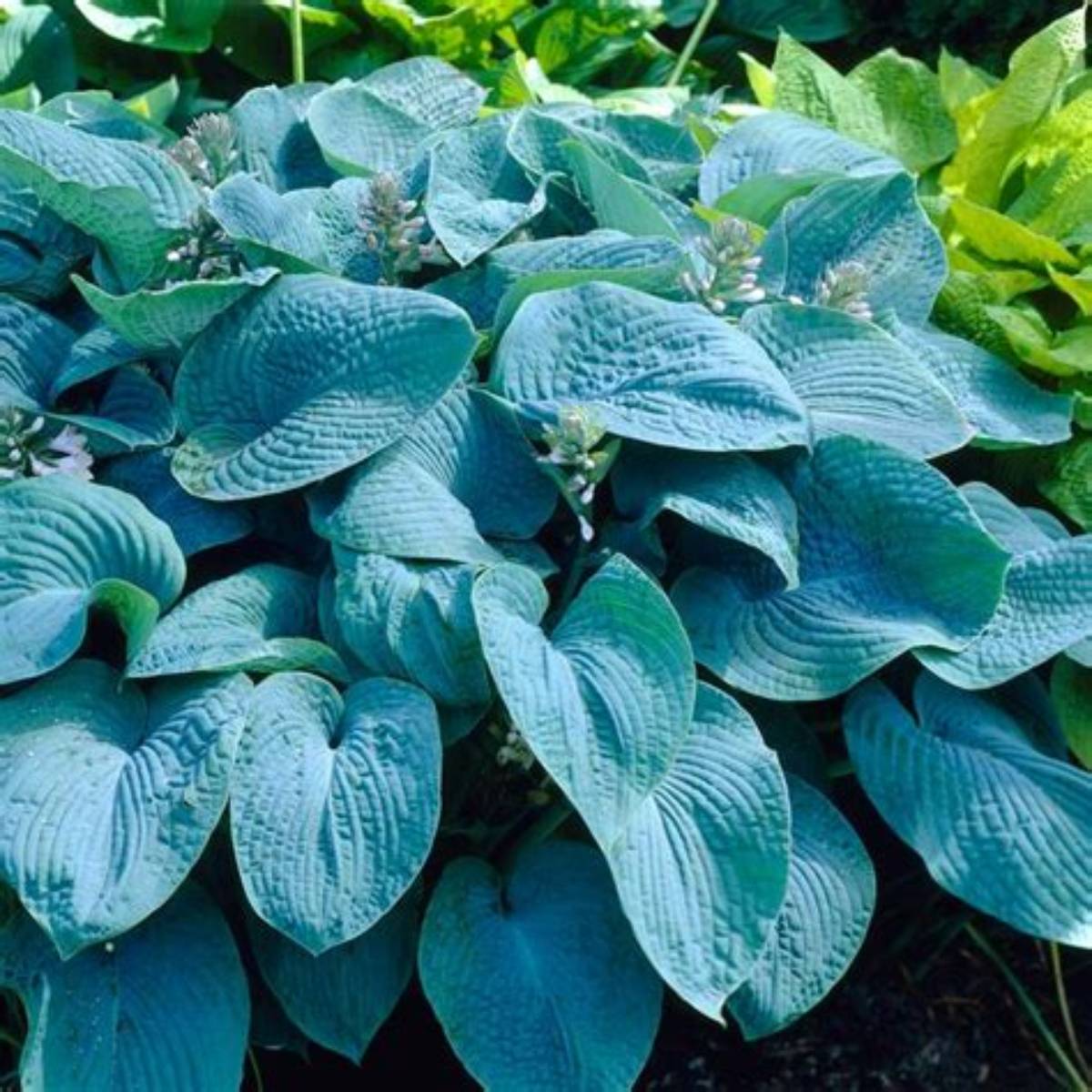 Elegans Hosta