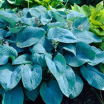 Elegans Hosta