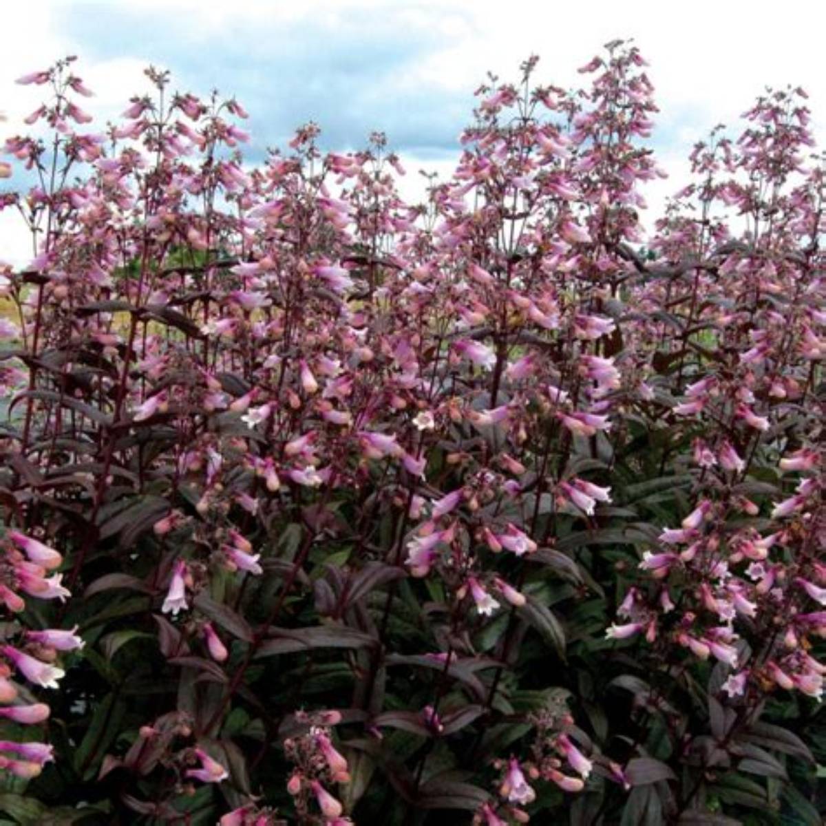 Dark Towers Penstemon