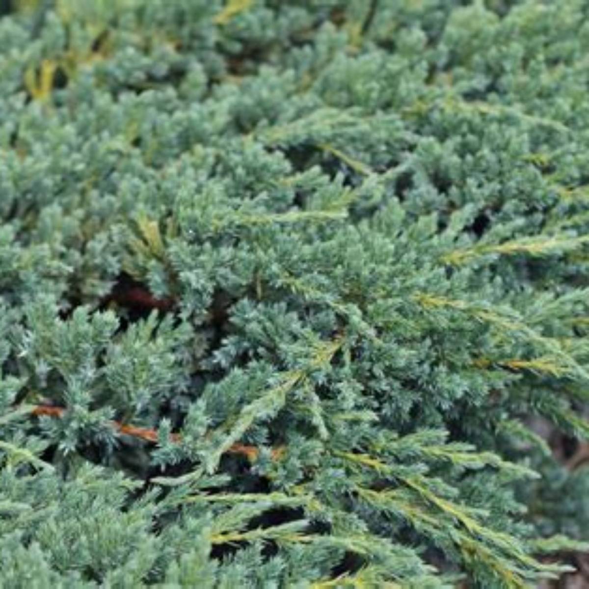 Sea Green Juniper -Spiral