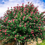Double Red Althea Tree