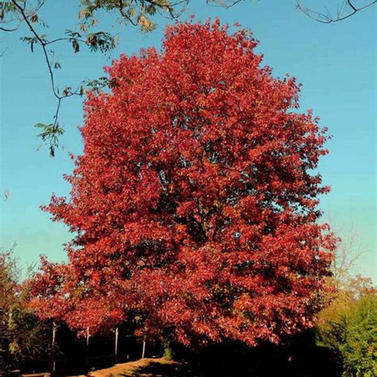 Nobylton® Northern Red Oak Tree