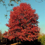 Nobylton® Northern Red Oak Tree