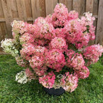 Hot Sauce™ Hydrangea