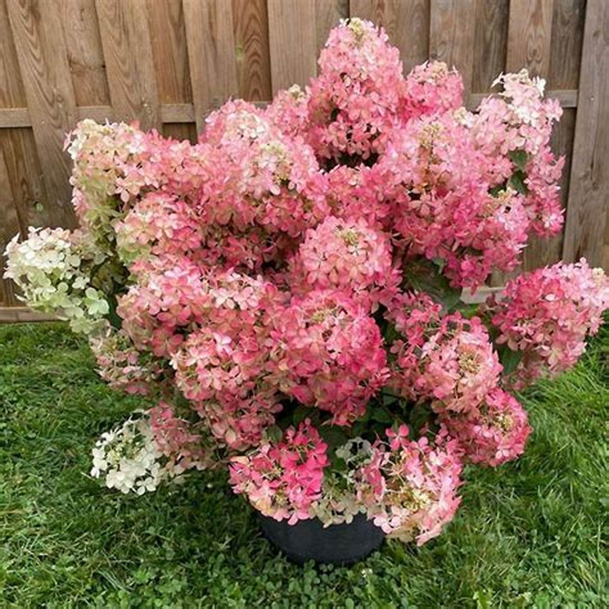 Hot Sauce™ Hydrangea