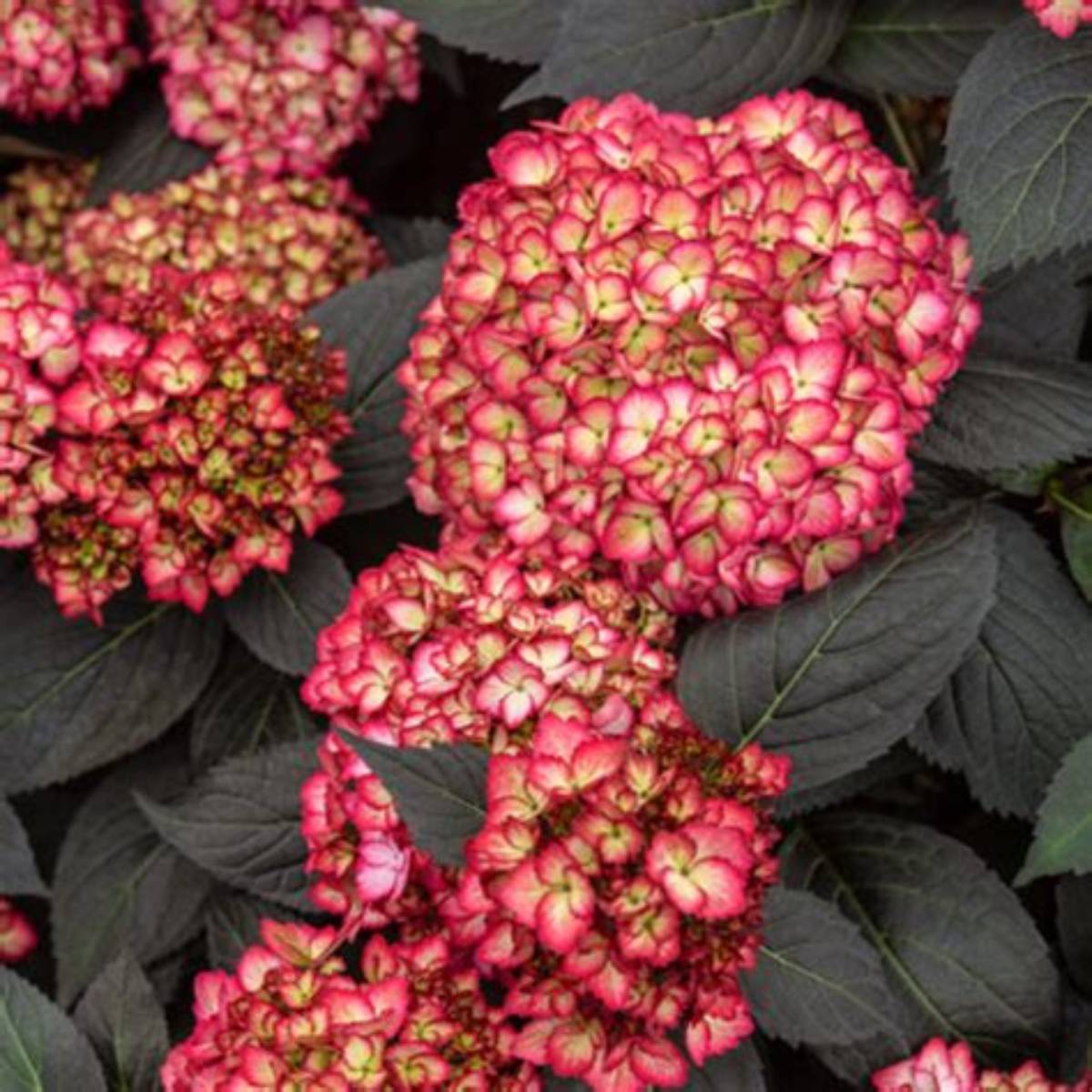 First Editions® Eclipse™ Hydrangea