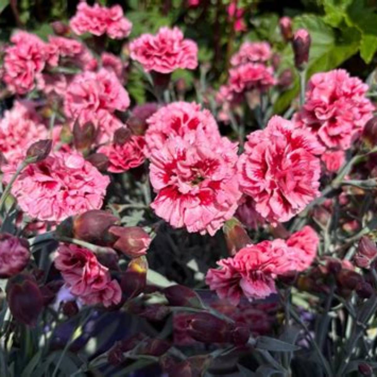 Sugar Plum Dianthus
