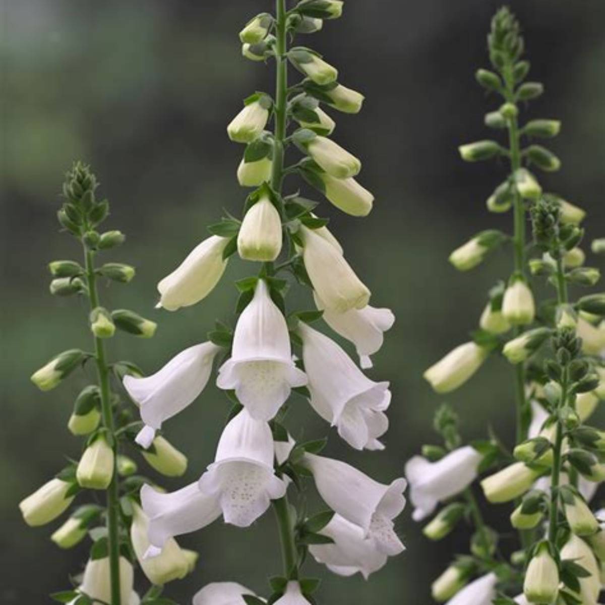 Hanabee White Foxglove