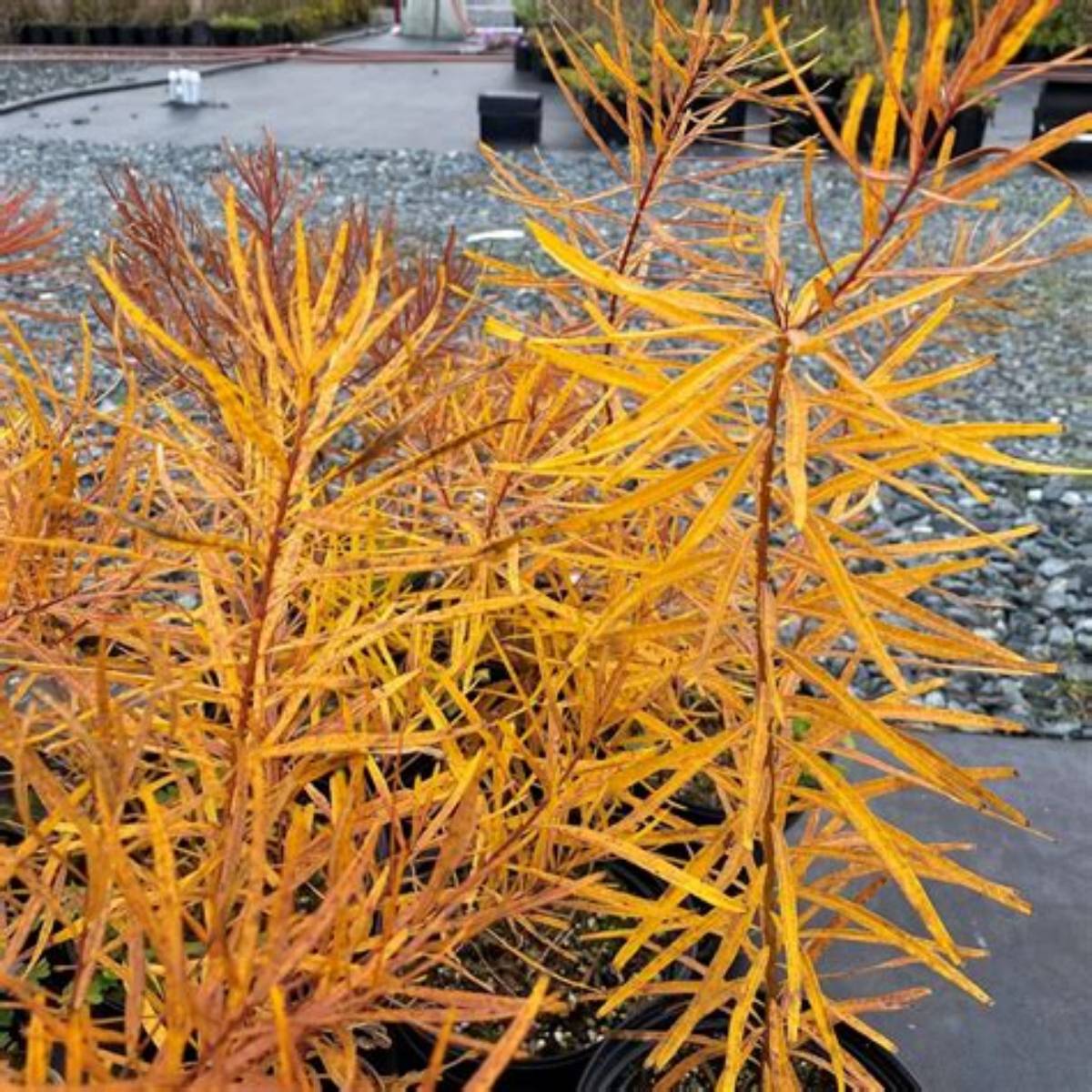 Butterscotch Bluestar Amsonia