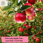 Pink Lady® Apple Tree