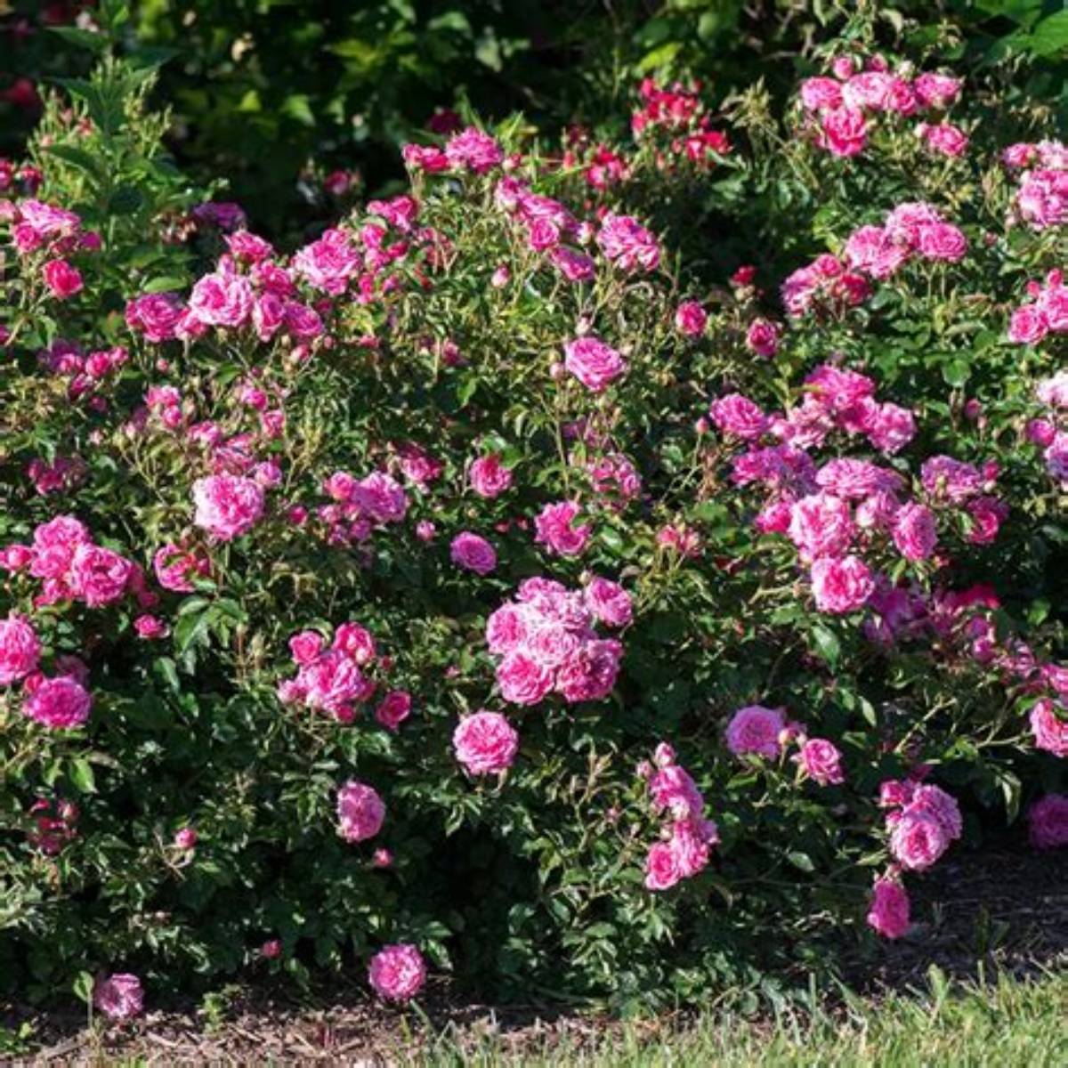 Sweet Drift® Rose