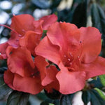 Autumn Embers® Encore® Azalea