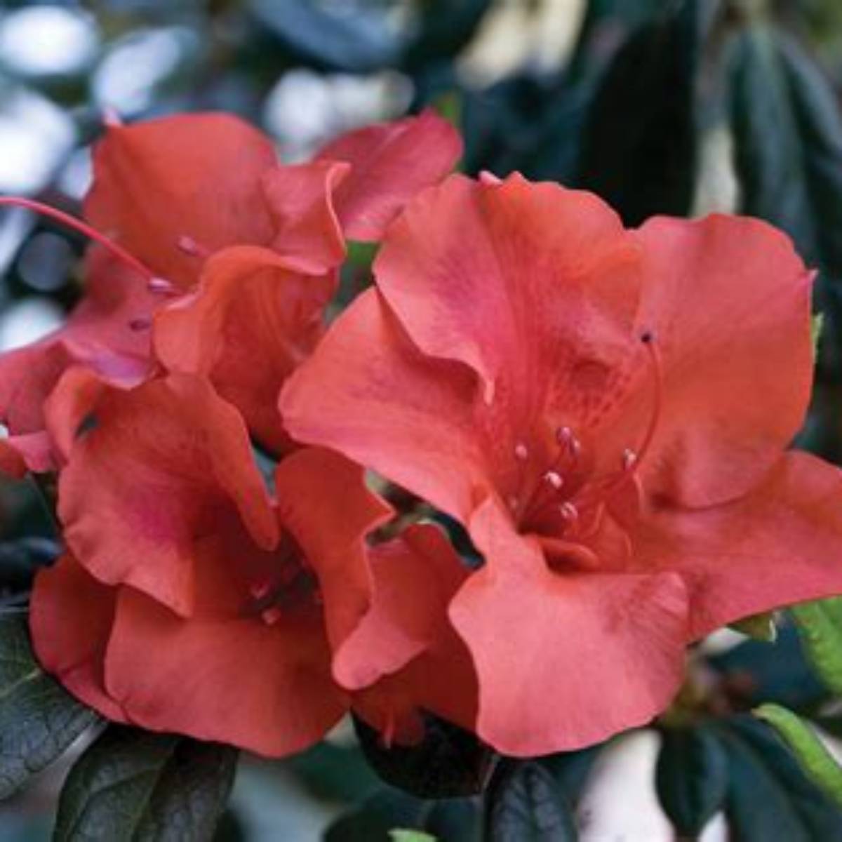 Autumn Embers® Encore® Azalea