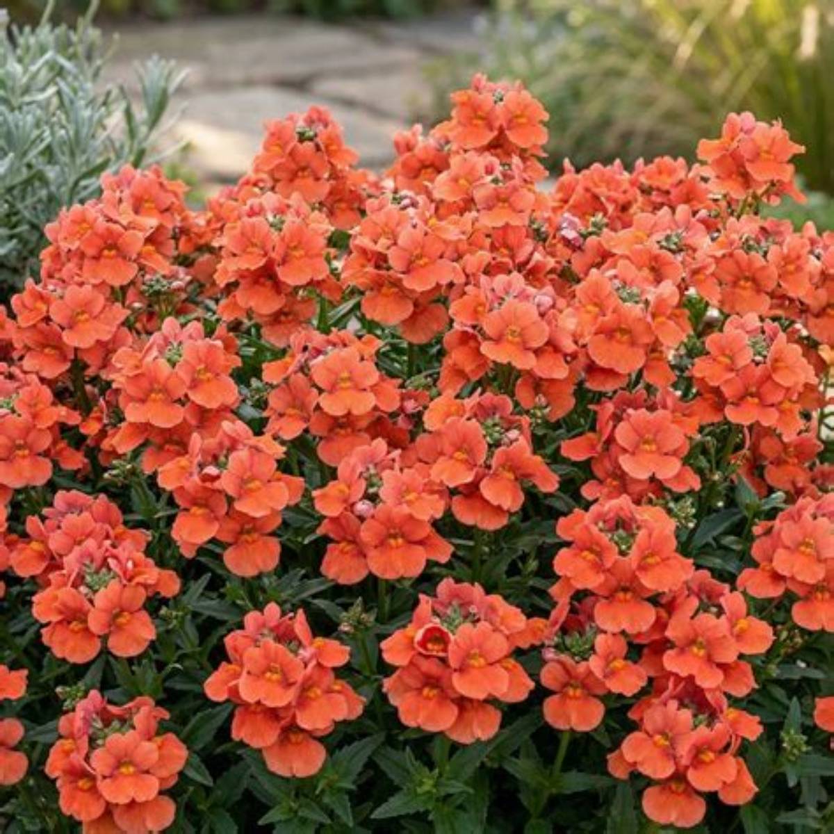 Trinity™ Sunset Twinspur